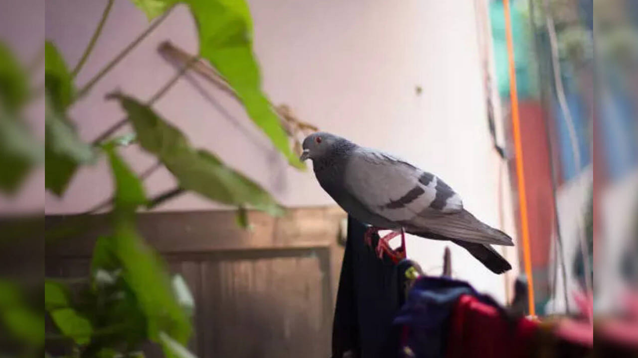 శుక్రుడు (Venus) ప్రేమ, విలాసం,ఆర్థిక ఐశ్వర్యానికి కారకుడు. శుక్రుడి అనుగ్రహం కోసం పావురాలకు ఆహారం వేయడం మంచిది. చంద్రుడు (Moon) మనస్సు, భావోద్వేగాలకు కారకుడు. పావురాలకు సజ్జలు వేయడం వల్ల మానసిక ఆందోళనలు తగ్గి ప్రశాంతత లభిస్తుంది.