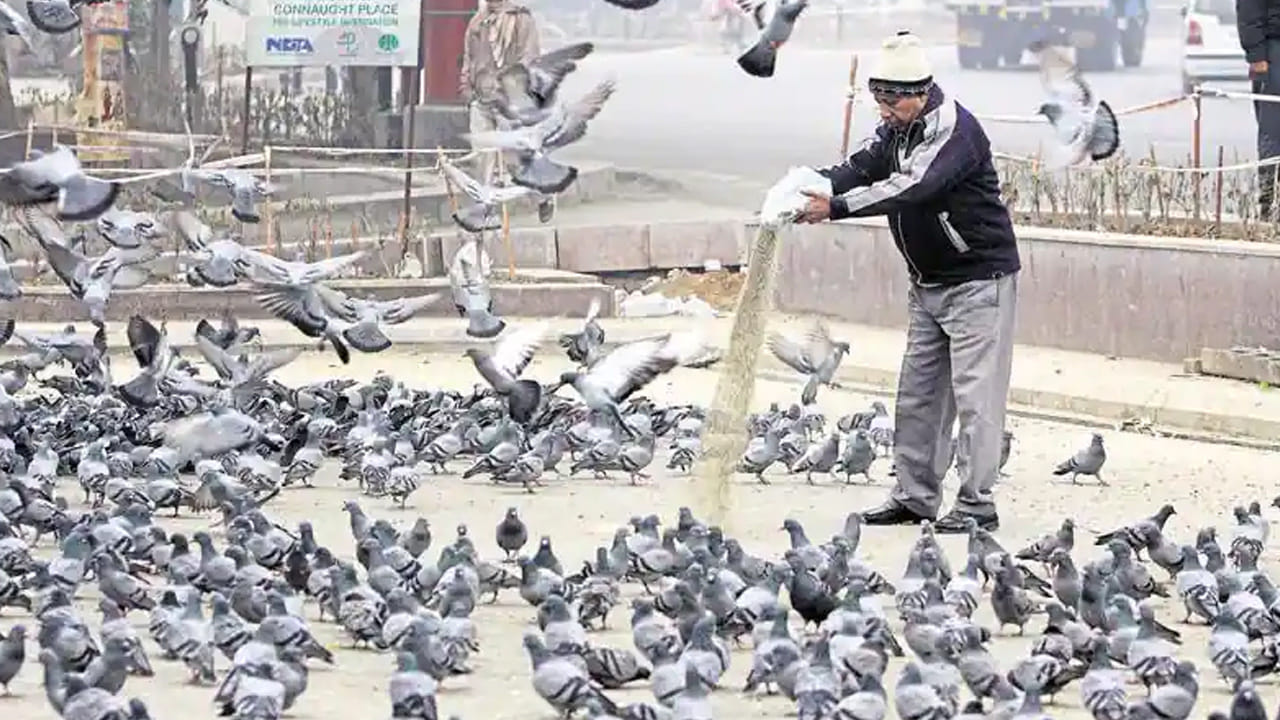 సజ్జలు సహజమైనవి. భూమి సారాన్ని కలిగి ఉంటాయి. ఇవి శుక్రుడితో పాటు శని గ్రహం క్రమశిక్షణను కూడా సమతుల్యం చేస్తాయి. సంబంధాలలో సమస్యలు ఎదుర్కొంటున్న వారు లేదా ఆర్థికంగా ఇబ్బందులు పడే వారు ప్రతిరోజూ ఉదయం పావురాలకు సజ్జలు వేయడం వల్ల సానుకూల మార్పులను గమనించవచ్చని జ్యోతిష్య నిపుణులు చెబుతున్నారు.