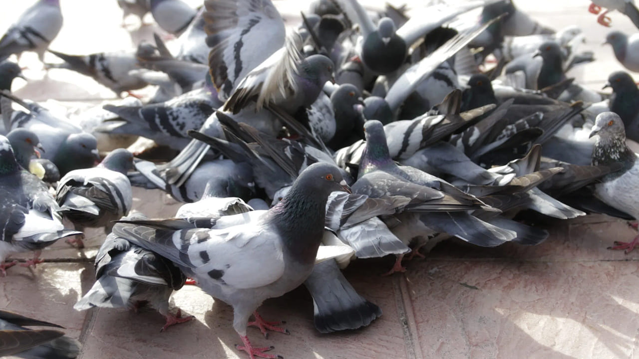 పక్షులకు ఆహారం వేయడం అనేది ప్రతిఫలం ఆశించని నిస్వార్థమైన పని. ఇటువంటి పనులు చేయడం వల్ల మన గత జన్మల కర్మల ప్రభావం తగ్గి, జీవితంలో అడ్డంకులు తొలగిపోతాయి. పావురాలు శాంతికి చిహ్నాలు కాబట్టి, వాటిని పోషించడం వల్ల ఇంట్లో, సమాజంలో శాంతి నెలకొంటుంది.