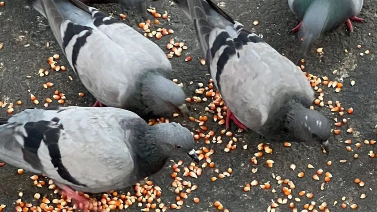 Pigeon Feeding