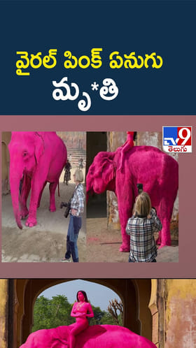 వైరల్ పింక్‌ ఏనుగు మృతి