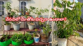 వేసవిలో మీ తోట పచ్చగా ఉండాలా? ఈ గార్డెనింగ్ చిట్కాలు మీ కోసమే!