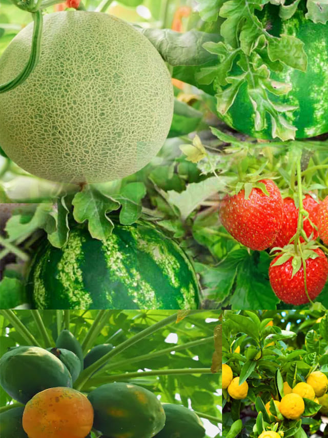 సమ్మర్‌లో మీ ఇంట్లో సులభంగా పెంచుకోగలిగే పండ్ల మొక్కలు ఇవే!