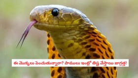 ఈ మొక్కలు పెంచుతున్నారా? పాములు ఇంట్లో తిష్ట వేస్తాయి జాగ్రత్త!