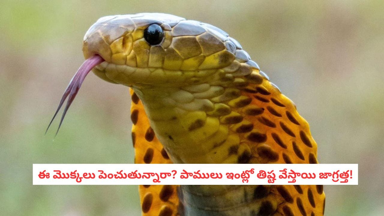 Snake Safety: మీ ఇంట్లో ఈ మొక్కలు ఉన్నాయా? అయితే మీరు పాములకు వెల్కమ్ చెబుతున్నట్లే!