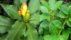 ఇవి రెండు ఆకులు నమిలితే షుగర్ జీవితంలో రాదు.! ఇక మందులతో పనుండదు