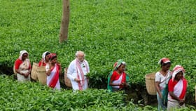 తేయాకు తోటలో ప్రత్యేక శైలిలో కనిపించిన ప్రధాని మోదీ!