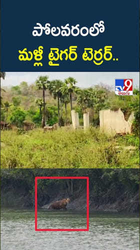 పోలవరంలో మళ్లీ టైగర్ టెర్రర్.. ఇదిగో వీడియో