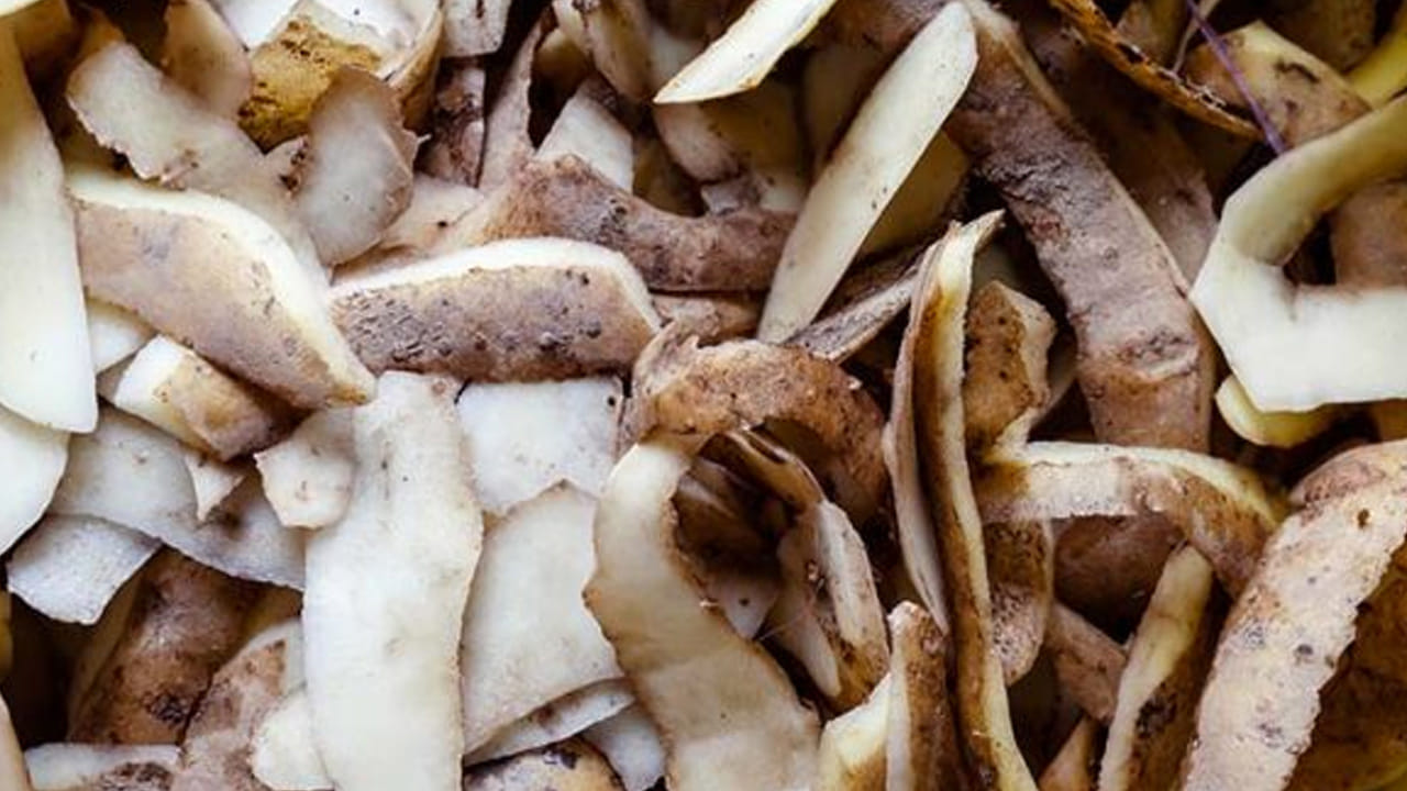 చర్మ సౌందర్యం: బంగాళాదుంప తొక్కలు చర్మ సమస్యలకు ఒక అద్భుతమైన సహజ నివారణ. వాటిని ముఖానికి రుద్దడం వల్ల మొటిమలు, మచ్చలు, ఇతర చర్మపు మచ్చల నుండి ఉపశమనం లభిస్తుంది. చర్మంపై ట్యాన్ లేదా నల్లని మచ్చలు ఉన్నచోట బంగాళాదుంప తొక్కలతో రుద్దడం వల్ల మంచి ఫలితం ఉంటుంది. ఇందులోని యాంటీ ఆక్సిడెంట్లు ముడతలను తగ్గించి చర్మాన్ని యవ్వనంగా ఉంచుతాయి. తొక్కలోని యాంటీ బాక్టీరియల్ గుణాలు చర్మాన్ని లోతుగా శుభ్రపరిచి, సహజమైన మెరుపును అందిస్తాయి. ఇది ముడతలను తగ్గించడంలో కూడా సహాయపడుతుంది.