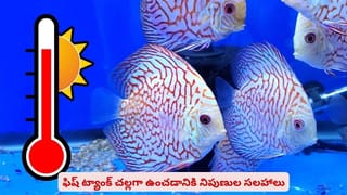 పుదీనా Vs కొత్తిమీర:  వేసవిలో కడుపు సమస్యలకు ఏది బెస్ట్..? మీరు తెలుసుకోవాల్సిన ముఖ్య విషయాలివే..