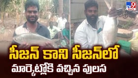 సీజన్ కాని సీజన్ లో మార్కెట్లోకి వచ్చిన పులస