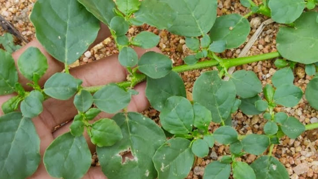 ఈ పునర్నవ మొక్కను ఆయుర్వేదంలో వాడుతారు. ఇక్కడ కంటే, ఉత్తరప్రదేశ్‌లోని లఖింపూర్ ఖీరీలో భారీగా కనిపిస్తుంటాయి. 
పేరుకు తగ్గట్టుగానే దీనిలో పునరుజ్జీవింపజేసే శక్తి దాగి ఉంది. అందుకే దీనిని పునర్నవ అని అంటారు. 
