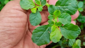 ఈ మొక్క కిడ్నీలో రాళ్లను ఈజీగా కరిగించేస్తుంది..