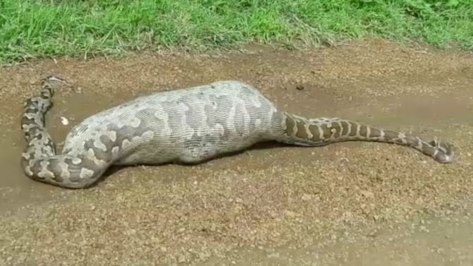 కడుపు ఉబ్బిపోయి కనిపించిన భారీ కొండచిలువ..