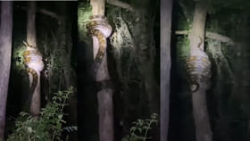 20 పే...ద్ద కొండచిలువ ఎలా చెట్టు ఎక్కుందో చూడండి..