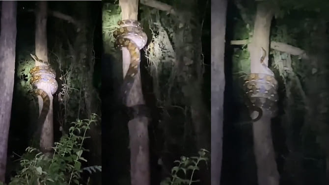 20 పే...ద్ద కొండచిలువ ఎలా చెట్టు ఎక్కుతుందో చూడండి..