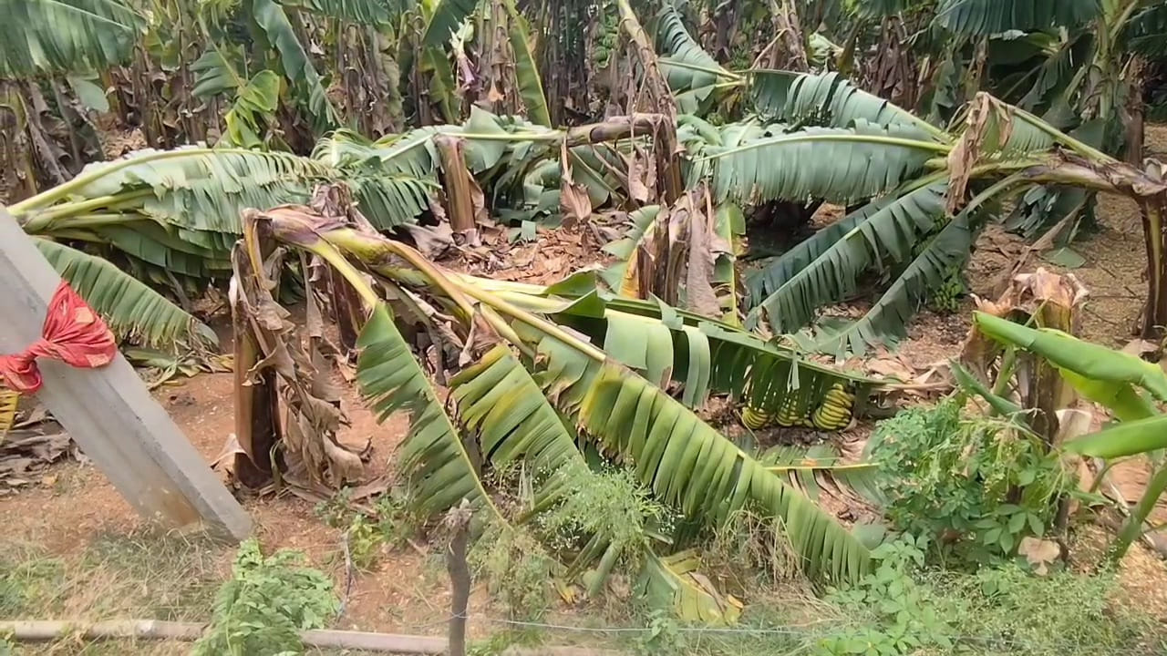 మార్కాపురం జిల్లాలో అకాల వర్షం దంచికొట్టింది. కురిసింది కొద్దిసేపే అయినా భారీ ఈదురు గాలులు, వడగండ్ల వాన ధాటికి జనం బెంబేలెత్తారు. బేస్తవారి పేట మండలం గంటా పురం గ్రామంలో పిడుగుపాటుకు రైతు కూలీ గంట శోభరాణి (40) మృతి చెందింది. పొలంలో పనిచేస్తుండగా పిడుగుపాటుకు గురై శోభ రాణి అక్కడికక్కడే చనిపోయింది. మార్కాపురం మండలం బోడపాడులో పిడుగుపాటుకు ఒంటేరు పుల్లమ్మ (47) మృతి చెందింది. బోడపాడులో కోళ్ల ఫారం దగ్గర పిడుగుపాటుకు షెడ్డుఎగిరి పడి చింతకుంట్ల కుమారి (50) చనిపోయింది. 