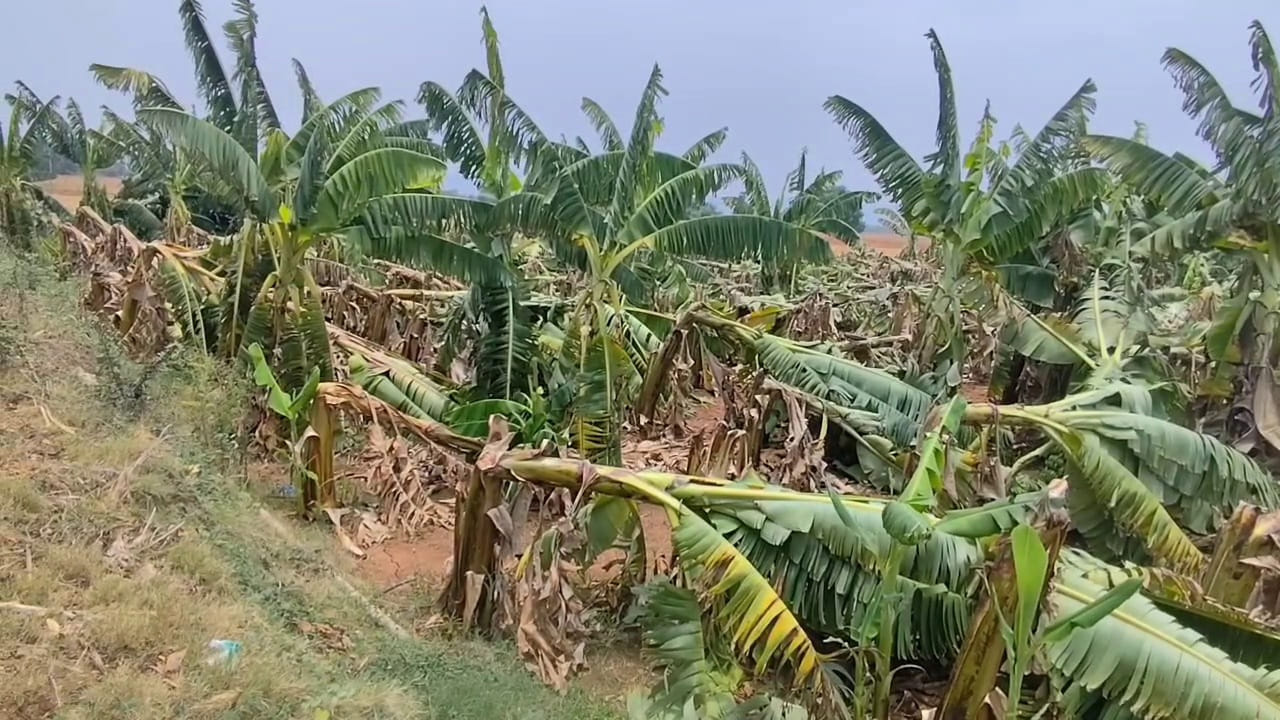 పంటలకు అపార నష్టం. మార్కాపురం జిల్లా గిద్దలూరు మండలంలో అకాల వర్షాలు అరటి రైతులను నిండా ముంచాయి. బురుజుపల్లి, ఉప్పలపాడు ముండ్లపాడు, క్రిష్టంశెట్టి పల్లి, కంభం మండలం పోరుమామిళ్ల పల్లి గ్రామాలలో 130 ఎకరాలలో అరటి పంట వేసిన రైతులు నష్టపోయారు. 