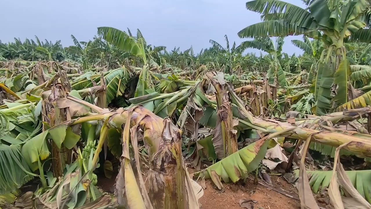 ఎకరాకు లక్షల వరకు పెట్టుబడి పెట్టి పంట సాగు చేశామని తీరా పంట చేతికి వచ్చే సమయానికి  వర్షం తమ ఆశలపై నీళ్లు చల్లిందని రైతులు వాపోయారు. గత నాలుగు సంవత్సరాలుగా తమకు ఇదే పరిస్థితి ఏర్పడిందని గతంలో కూడా ప్రభుత్వం తమని ఆదుకున్న దాఖలు లేవని తెలిపారు. ఈ సంవత్సరమైనా అరటి రైతులను ఆదుకొని నష్టపరిహారం అందించాలని రైతులు కోరుతున్నారు.  