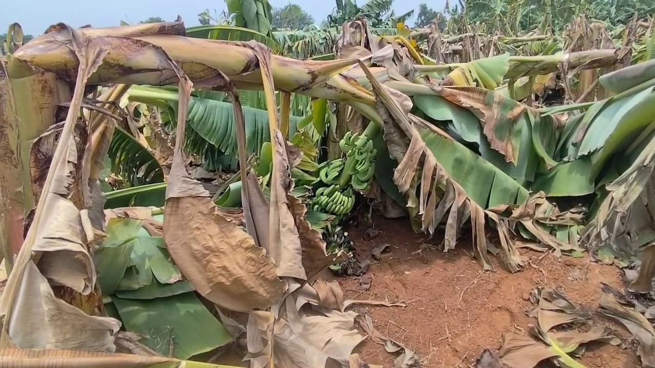 మార్కాపురం, బేస్తవార పేట, దోర్నాల, అర్ధవీడు, గిద్దలూరు, కంభం, పెదచెర్లోపల్లి, పామూరు మండలాల్లో కోత దశలో ఉన్న అరటి, బొప్పాయి తోటలు వర్షం దెబ్బకు నేల కూలాయి. కల్లాలో ఉన్న మిరప, ఇతర పంట ఉత్పత్తులు తడిచిపోయి పనికి రాకుండా పోయాయి. పంట నష్టం అంచనా వేసేందుకు వ్యవసాయశాఖ అధికారులు వివరాలు సేకరిస్తున్నారు.