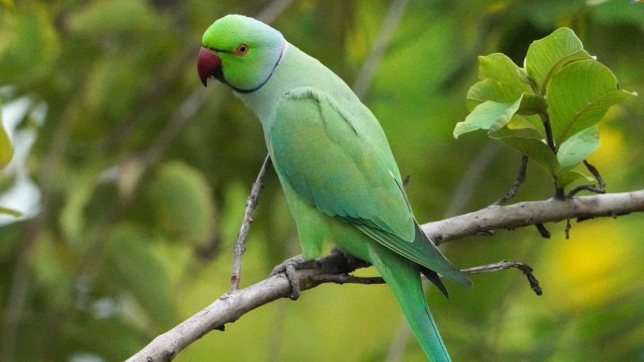 చిలుకకు ‘రామ చిలుక’ అనే పేరు ఎందుకు వచ్చిందో తెలుసా..?