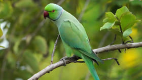 చిలుకకు ‘రామ చిలుక’ అనే పేరు ఎందుకు వచ్చిందో తెలుసా..?