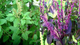 రామ తులసి, కృష్ణ తులసి మధ్య తేడా ఏమిటి? వాటిని ఎలా గుర్తించాలి..?