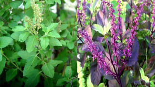 Peacock Dreams: కలలలో నెమళ్లు కనిపిస్తే ఏం జరుగుతుంది? శుభమా లేదా అశుభమా? నిజం తెలుసుకోండి!