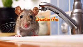 మీ ఇంట్లో ఎలుకల గోల ఎక్కువైందా? శాశ్వతంగా చెక్ పెట్టండిలా..!
