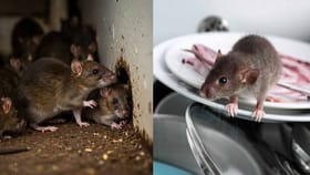 ఇంటి నుండి ఎలుకలను తరిమికొట్టే సింపుల్ చిట్కాలు.. ఇక రమన్నా రావు!