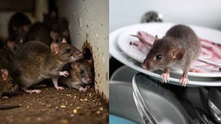 నిమ్మకాయలే కాదండోయ్.. తమలపాకులతో ఇలా శర్బత్ చేసి తాగితే.. బాడీ మొత్తం కూల్‌ కూల్