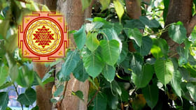 వాస్తు టిప్స్ : ఇంటి ముందు రావి చెట్టు ఉండటం శుభమా? అశుభమా?