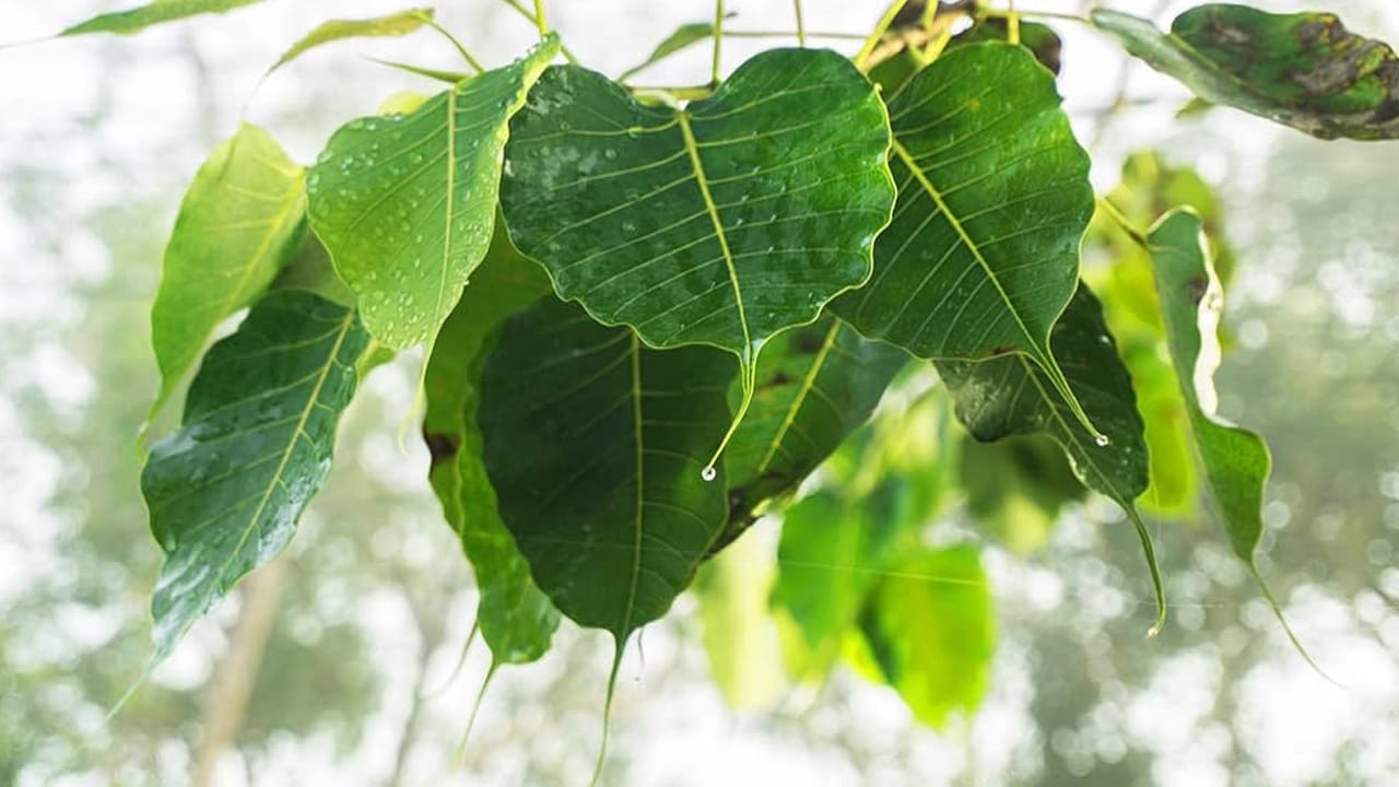 నోట్ : ఈ వార్తలలో ఇవ్వబడిన సమాచారం మత విశ్వాసాలపై ఆధారపడి ఉంది. పాఠకుల ఆసక్తి మేరకు.. పలువురు పండితుల సూచనలు, వారి తెలిపిన అంశాల ఆధారంగా అందించినవి మాత్రమే.. వీటిలో ఎలాంటి శాస్త్రీయ ఆధారాలు లేవని పాఠకులు గమనించాలి. టీవీ9 తెలుగు దీనిని ధృవీకరించలేదు.