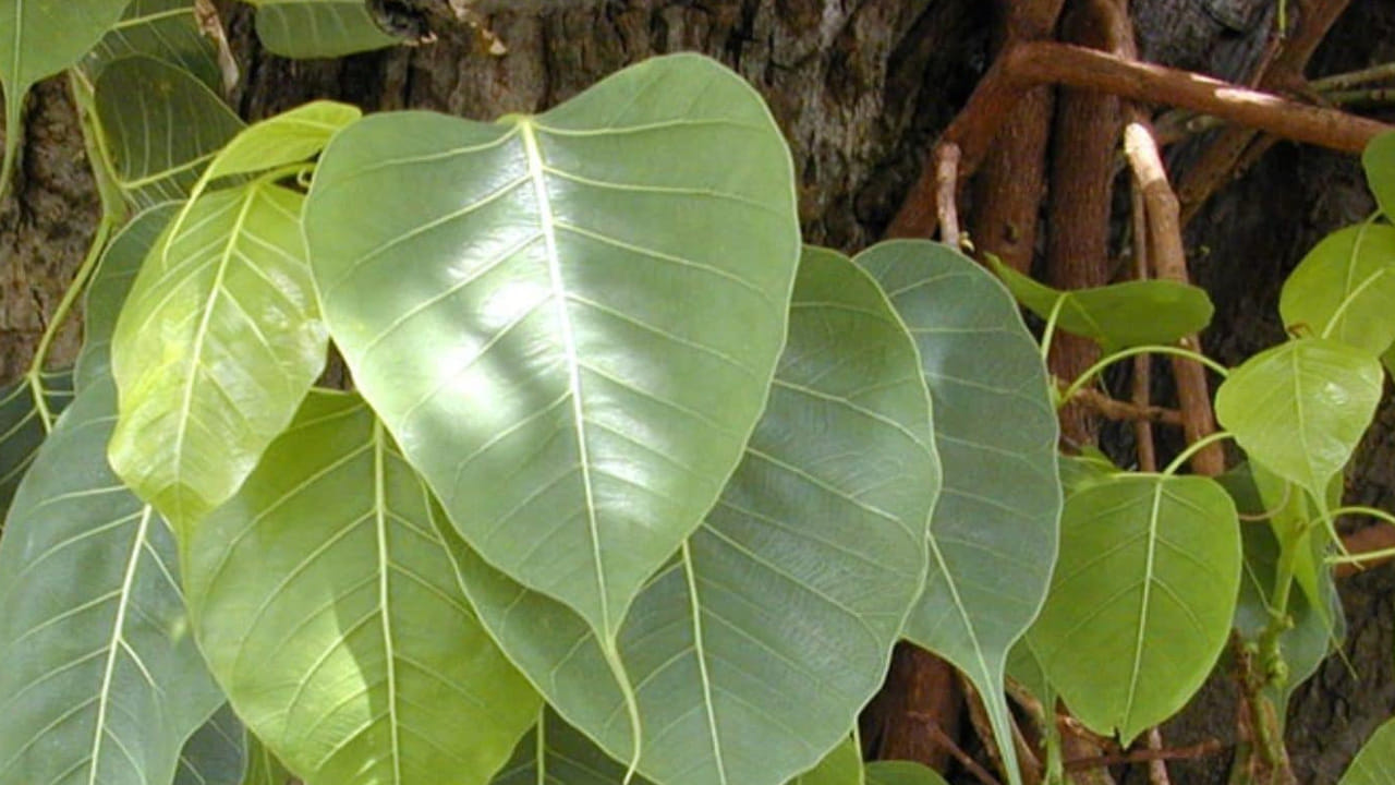 అలాగే హిందూ ధర్మశాస్త్రాల్లో కూడా రావి చెట్టుకు ప్రత్యేక స్థానం ఉంటుంది. అందుకే చాలా వరకు దేవాలయాల్లో ఈ చెట్టును ఎక్కువగా నాటుతుంటారు. కానీ ఈ చెట్టు ఇళ్ల్లో చాలా తక్కువగా ఉంటుంది. మరి అసలు వాస్తు శాస్త్రం ప్రకారం ఇంటిలో రావి చెట్టును నాటుకోవడం మంచిదేనా? దీని గురించి వాస్తు శాస్త్ర పండితులు ఏమంటున్నారో ఇప్పుడు మనం తెలుసుకుందాం.