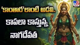 ‘కాంతార’లాంటి అడవి.. కాపలా కాస్తున్న నాగదేవత