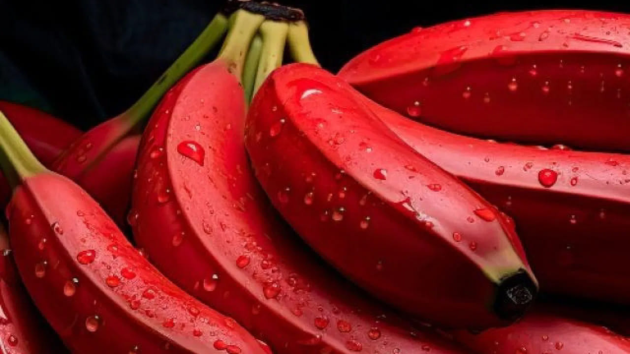 Red Banana: పసుపు అరటి పండ్లు కాదు.. ఎర్ర అరటి పండ్లు ఎప్పుడైనా తిన్నారా?