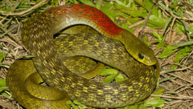 విషాన్ని దొంగిలించే విచిత్ర పాము.. దీన్ని మెడ వెనక రహస్యం