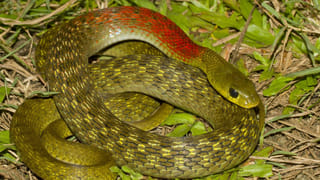 ఆడంబరాల కంటే ఆధ్యాత్మికతే మిన్న: భగవద్గీతనే పెళ్లి పత్రికగా మార్చిన దంపతులు!