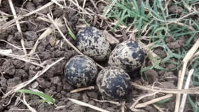 టమాటా పొలంలో విచిత్రంగా ఇవి కనిపించాయ్...