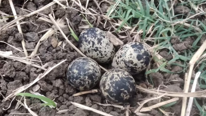 టమాటా పొలంలో విచిత్రంగా ఇవి కనిపించాయ్...