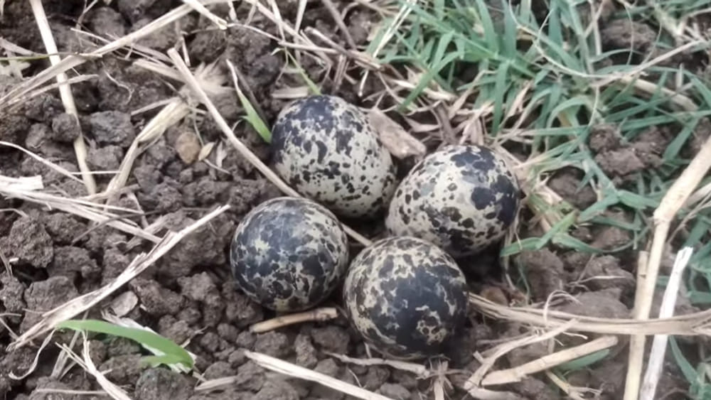 టమాటా పొలంలో పనిచేస్తున్న రైతుకు ఇవి కనిపించాయ్.. ఏంటో తెలుసా..?