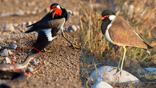 టెక్నలాజియా..! మాట్లాడే గొడుగు.. GPS డైరెక్షన్లు, నోటిఫికేషన్లు అన్నీ చెప్పేస్తుంది