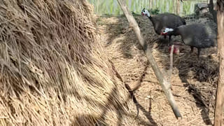 అమెజాన్ నదిలో ‘అనకొండ’తో సరసాలు.. ఈ వీడియో చూస్తే వెన్నులో వణుకు పుట్టాల్సిందే!