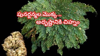 వేసవి తాపాన్ని తరిమికొట్టే చిట్కాలు..ఈ ఆహార నియమాలు పాటిస్తే ఎండల నుండి రక్షణ గ్యారెంటీ!