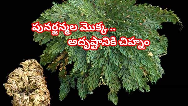 చనిపోయి మళ్ళీ బతికే మొక్క..రోజ్ ఆఫ్ జెరికో మాయాజాలం చూస్తే అవాక్కే! ఇంట్లో ఉంటే అదృష్టమే!!
