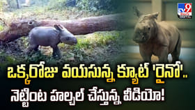 ఒక్కరోజు వయసున్న క్యూట్ 'రైనో'.. నెట్టింట హల్చల్ చేస్తున్న వీడియో