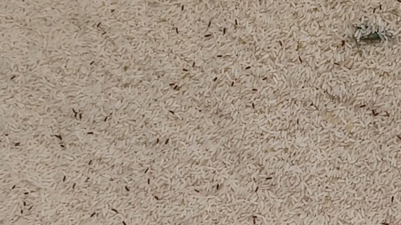 Rice: ఇలా చేస్తే బియ్యంలో ఒక్క పురుగు కూడా ఉండదు.. అన్ని దెబ్బకు పరార్..