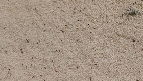 ఇలా చేస్తే బియ్యంలో ఒక్క పురుగు కూడా ఉండదు..