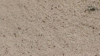 Pressure Cooker: ప్రెషర్ కుక్కర్ నుంచి వాటర్ లీకైనా.. విజిల్ రాకపోయినా ఇలా చేస్తే 100 శాతం పక్కా రిజల్ట్