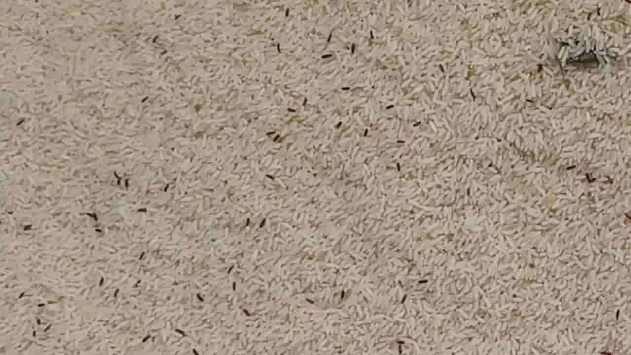 Rice: ఇలా చేస్తే బియ్యంలో ఒక్క పురుగు కూడా ఉండదు.. అన్ని దెబ్బకు పరార్..